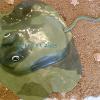 sting ray